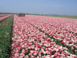 Topping Tulip Hemisphere